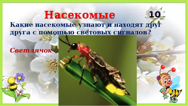 10 насекомых. Какие насекомые узнают друг друга с помощью звуковых сигналов.