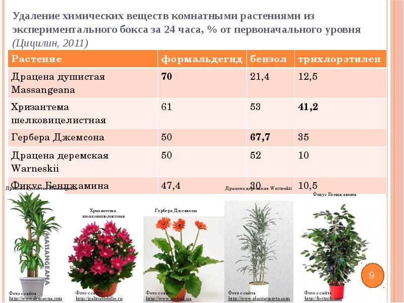 Полезные и вредные комнатные растения проект