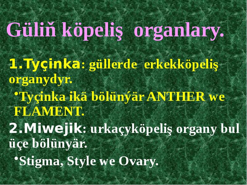 Güliň köpeliş organlary.
Tyçinka: güllerde erkekköpeliş organydyr.
Tyçinka ikä bölünýär Güliň köpeliş organlary.
Tyçinka: güllerde erkekköpeliş organydyr.
Tyçinka ikä bölünýär