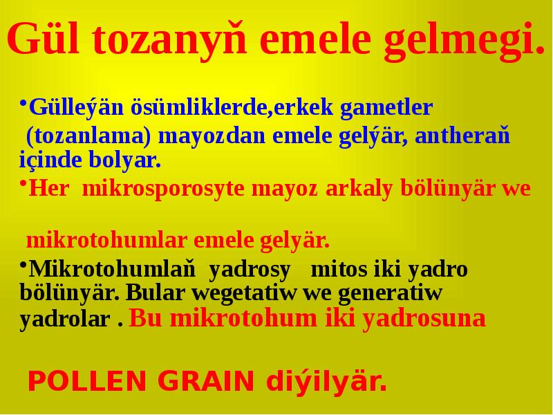 Gül tozanyň emele gelmegi.
Gülleýän ösümliklerde,erkek gametler
(tozanlama) mayozdan Gül tozanyň emele gelmegi.
Gülleýän ösümliklerde,erkek gametler
(tozanlama) mayozdan