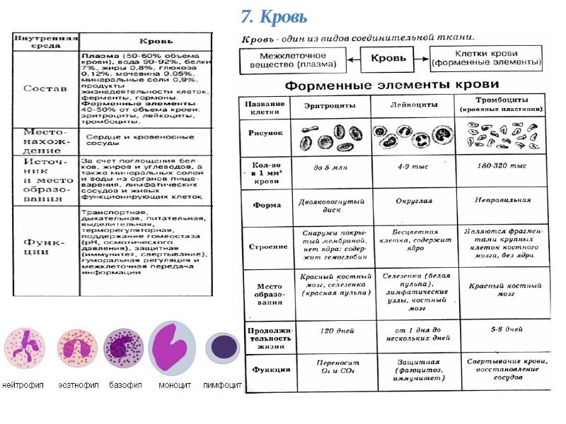 Назовите тип форменного элемента крови представленного на рисунке укажите численность этих клеток