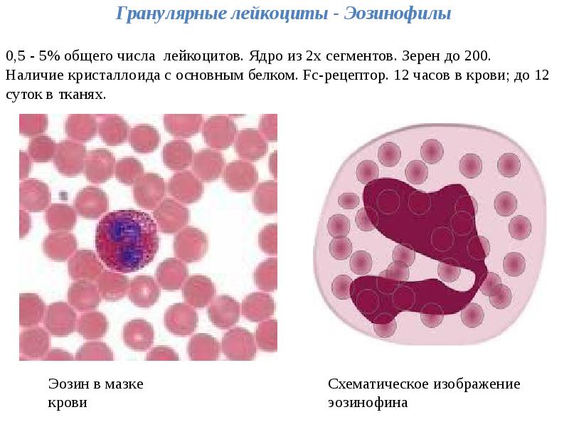 Белки в лейкоцитах. Эозинофилы форма ядра. Гранулярные лейкоциты эозинофил. Кристаллоид в эозинофилы это.