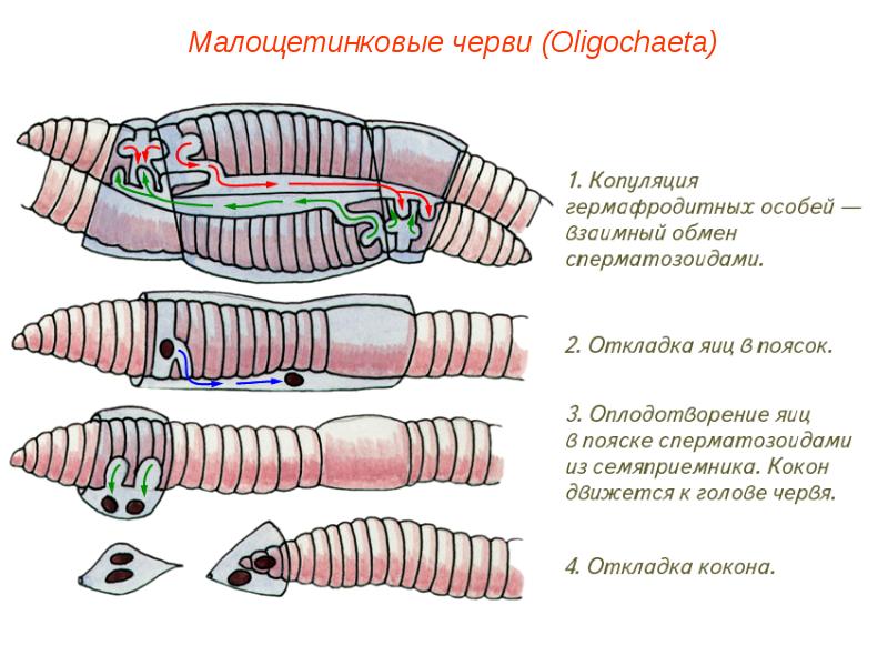 Размножение кольчатых червей картинка