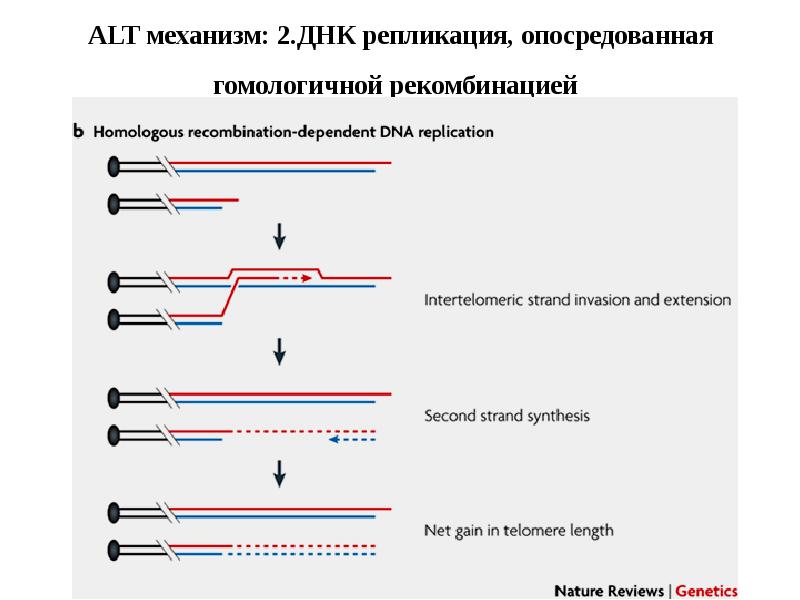 Проблема концевой недорепликации. Концевая недорепликация ДНК. Гомологичная рекомбинация механизм. Проблему "концевой недорепликации ДНК".