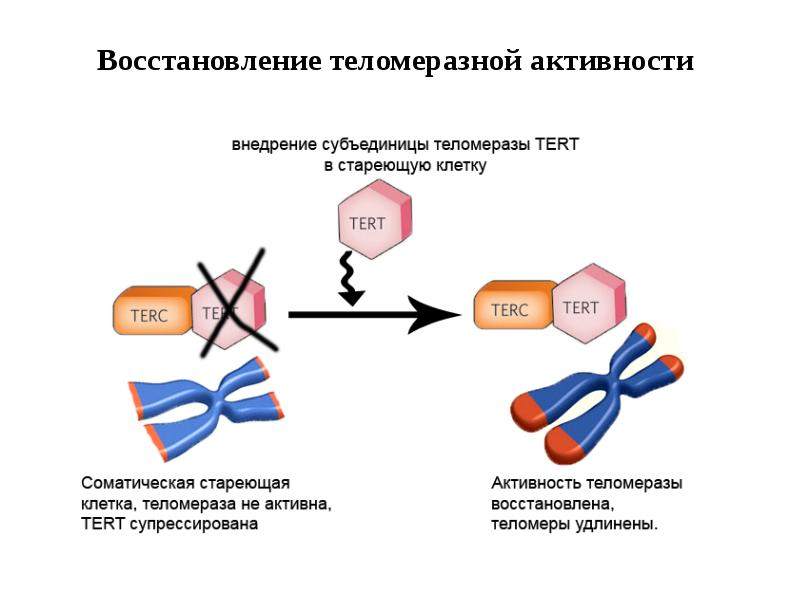 Теломерная теория старения презентация