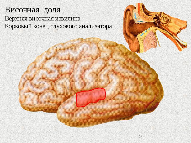 Центральный мозги. Верхняя теменная долька. Задняя Центральная извилина теменной доли анализатор. Нижняя теменная доля. Верхняя теменная доля.