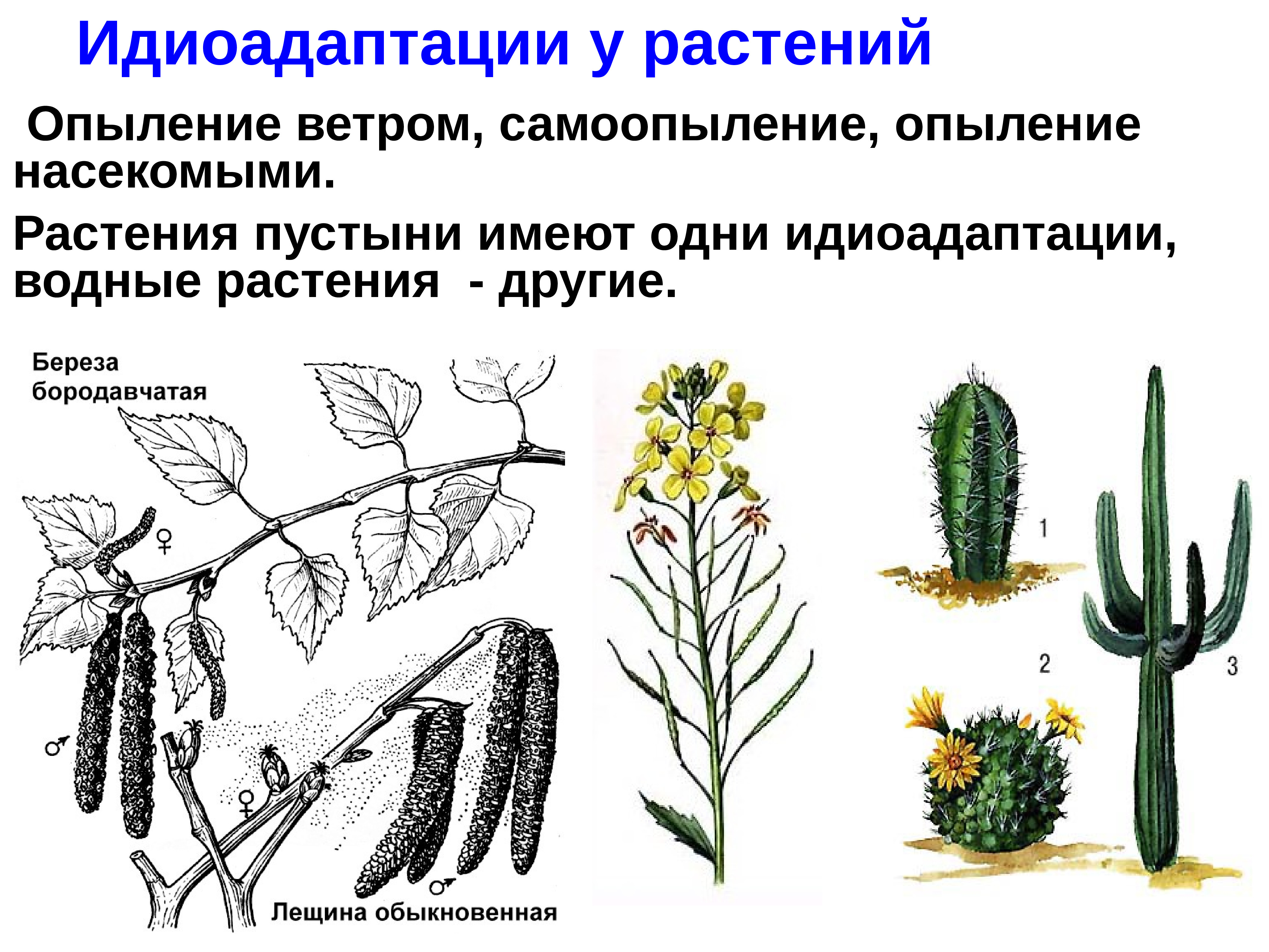 Ароморфоз покрытосеменных примеры. Идиоадаптация у растений. Примеры идиоадаптации у растений. Идиоадаптации цветковых растений. Идиоадаптация мохообразных.