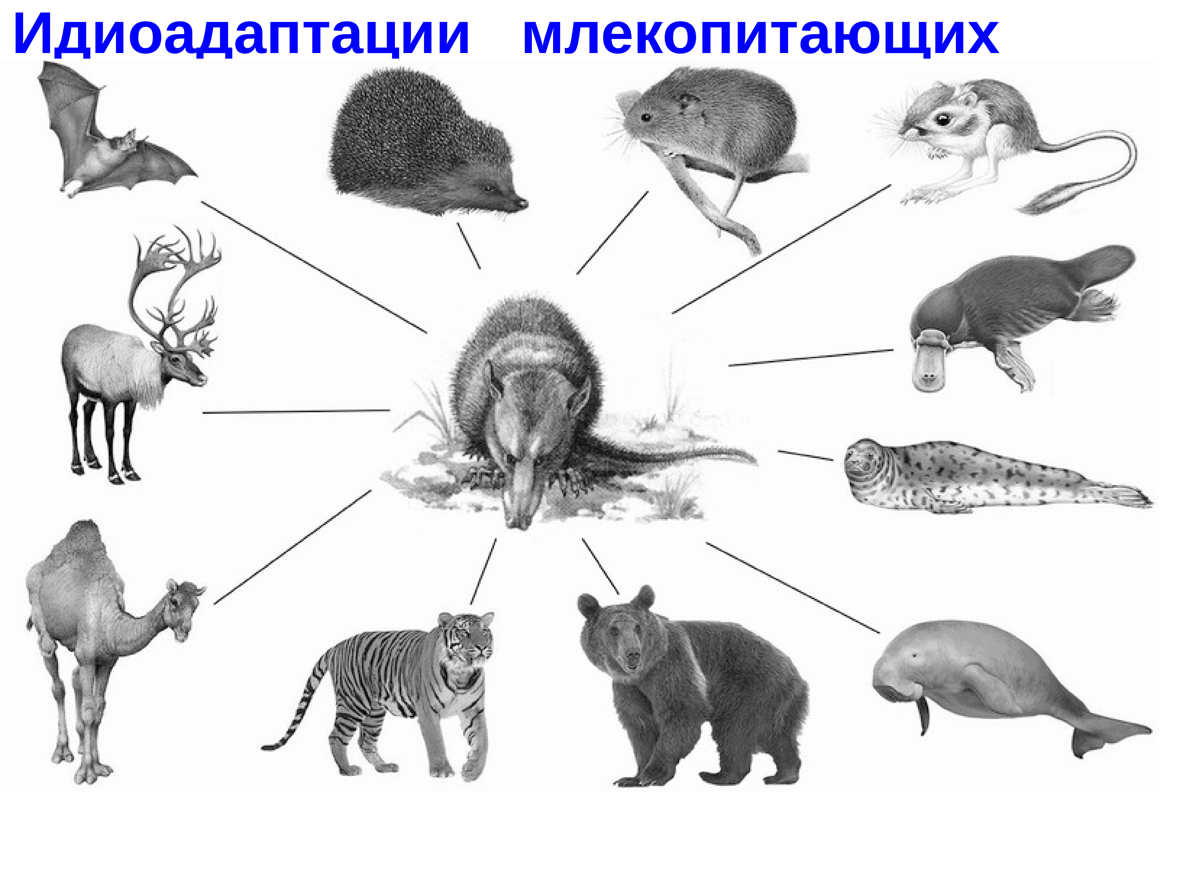 Направление эволюции крота. Идиоадаптации млекопитающих. Идиоадаптация у животных. Идиоадаптации в эволюции животных. Идиоадаптация конвергенция дивергенция.
