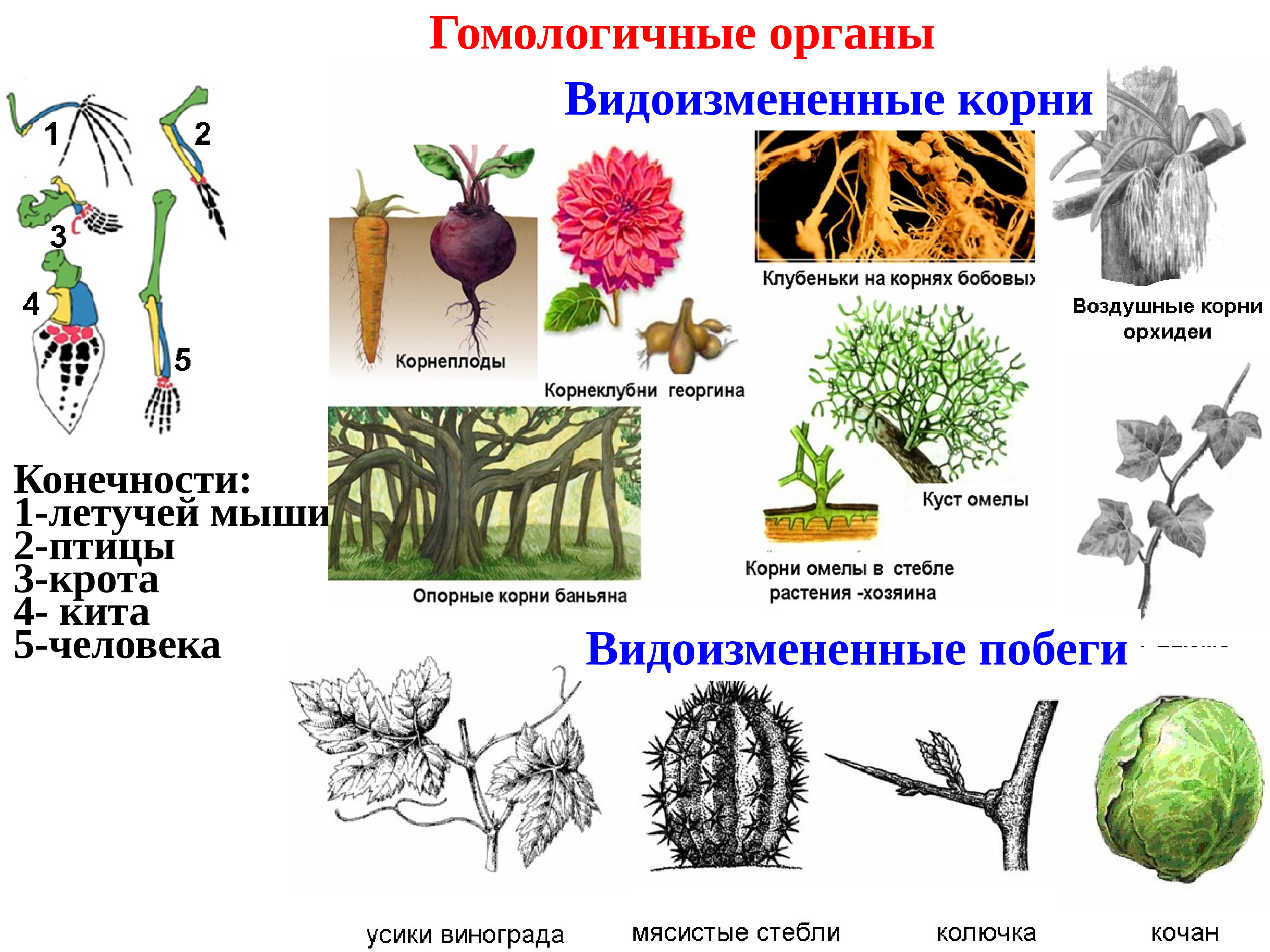 Эволюция егэ биология презентация