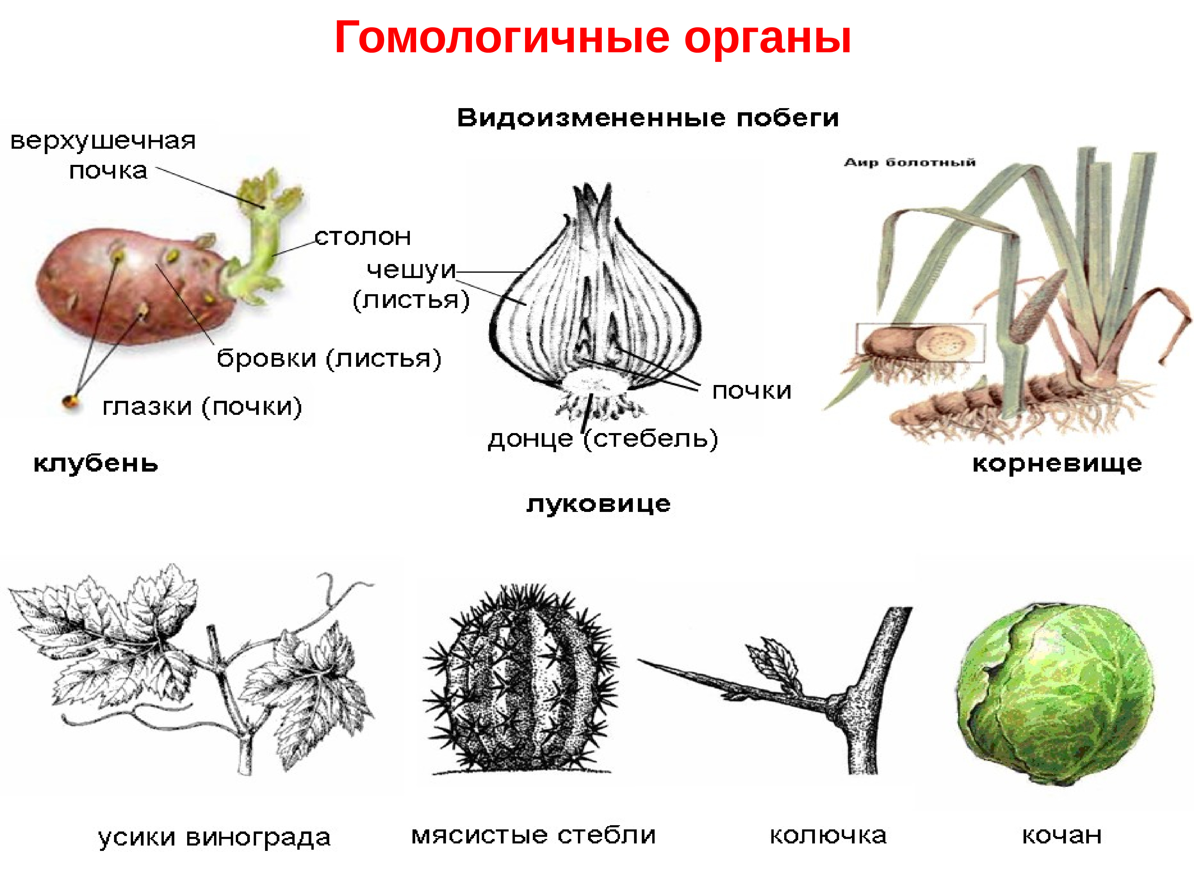Гомологичные и аналогичные органы растений и животных
