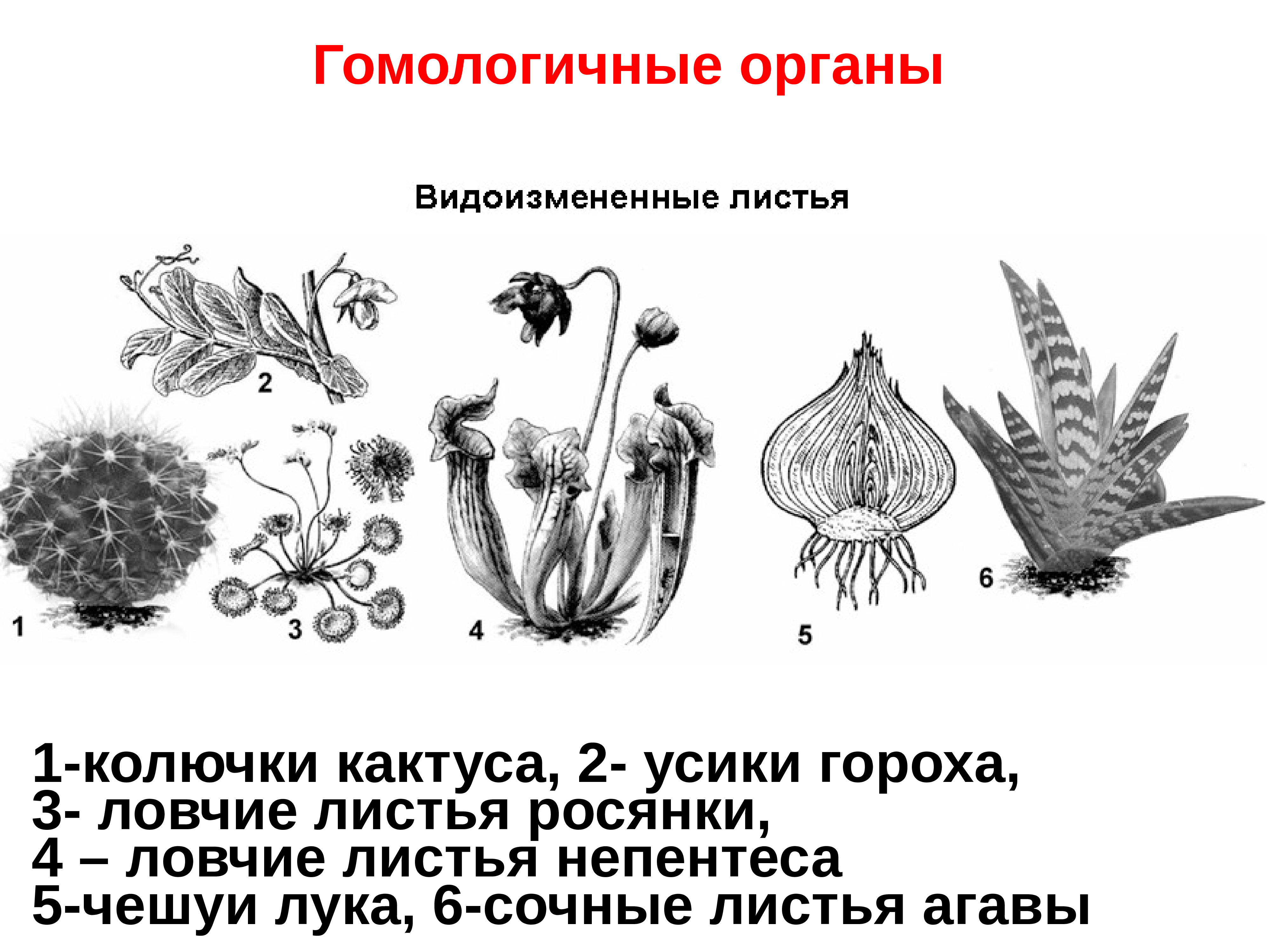 Гомологичные органы растений примеры