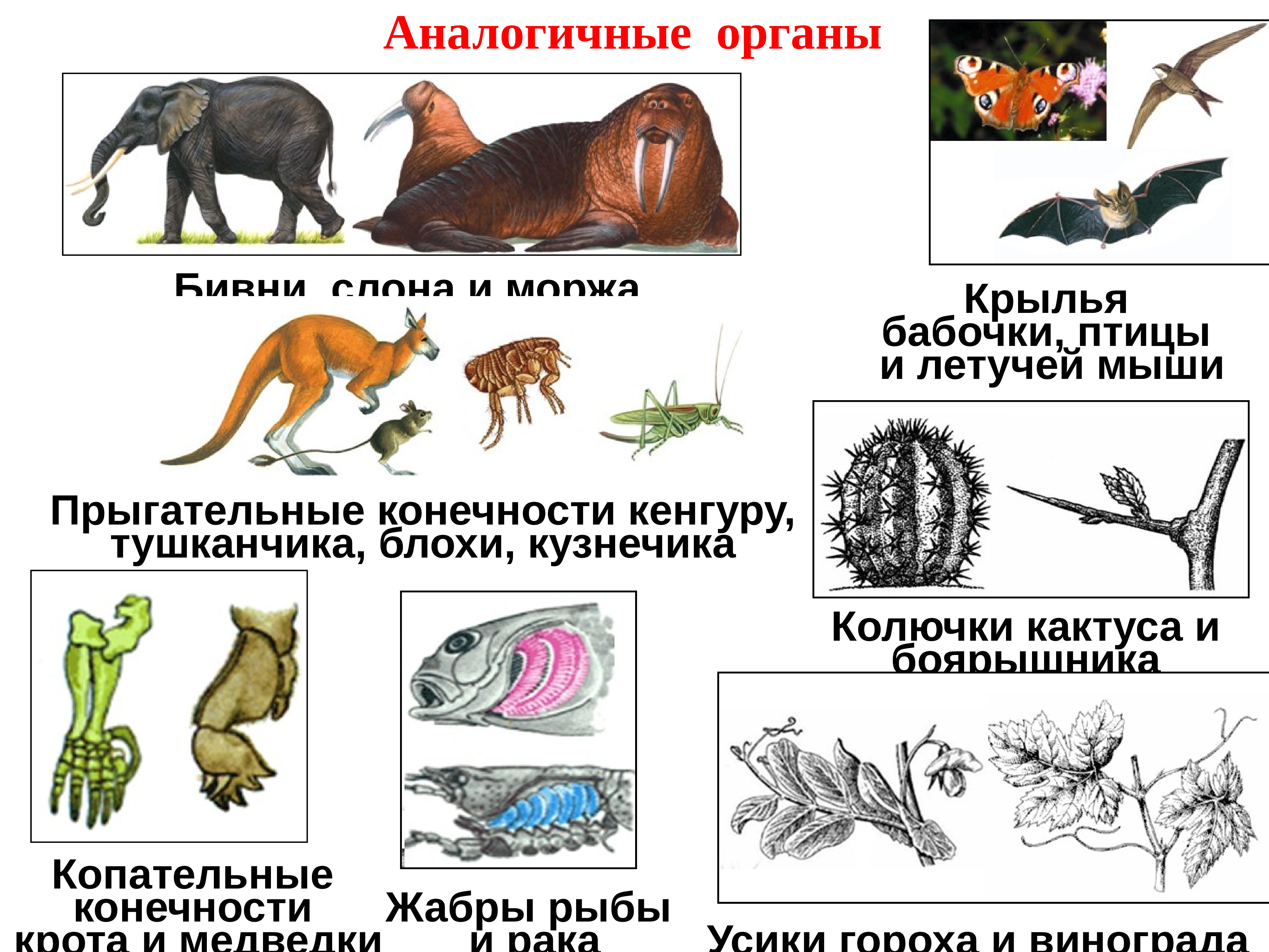 Гомологичные и аналогичные органы растений и животных