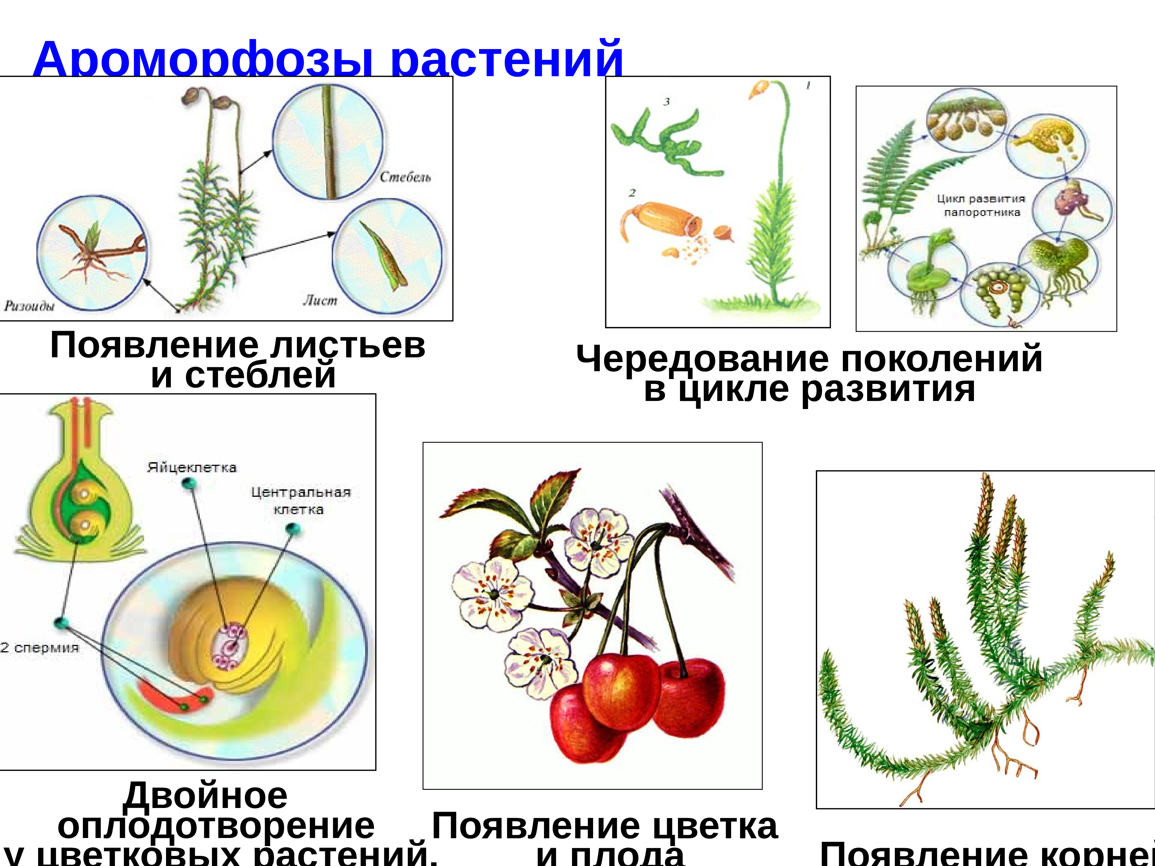 Появление плода у покрытосеменных. Ароморфозы растений. Ароморфоз примеры. Ароморфоз примеры у животных и растений. Примеры ароморфоза у растений примеры.