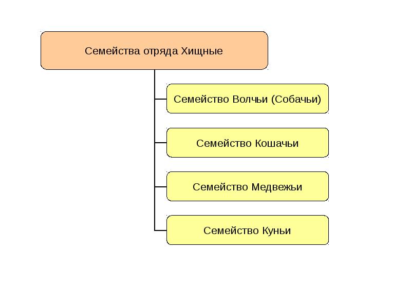 Отряд хищные схема