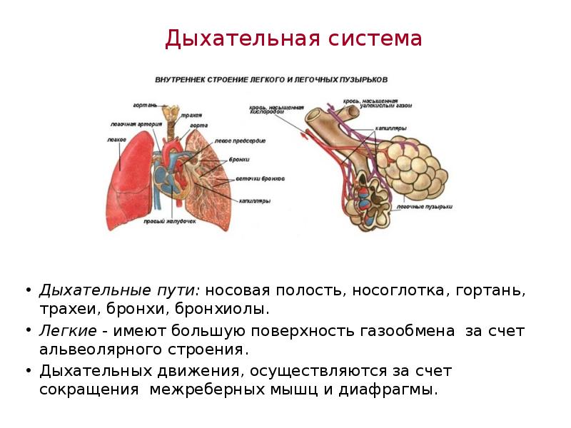 Дыхание млекопитающих схема