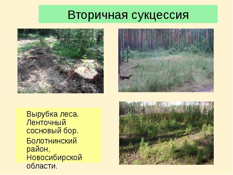 Вторичная сукцессия