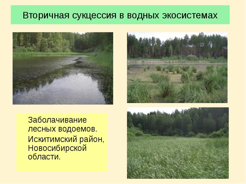 Вторичная сукцессия в водных экосистемах