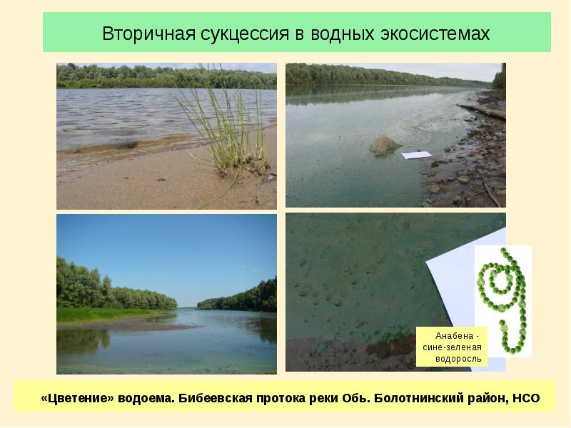 Вторичная сукцессия в водных экосистемах