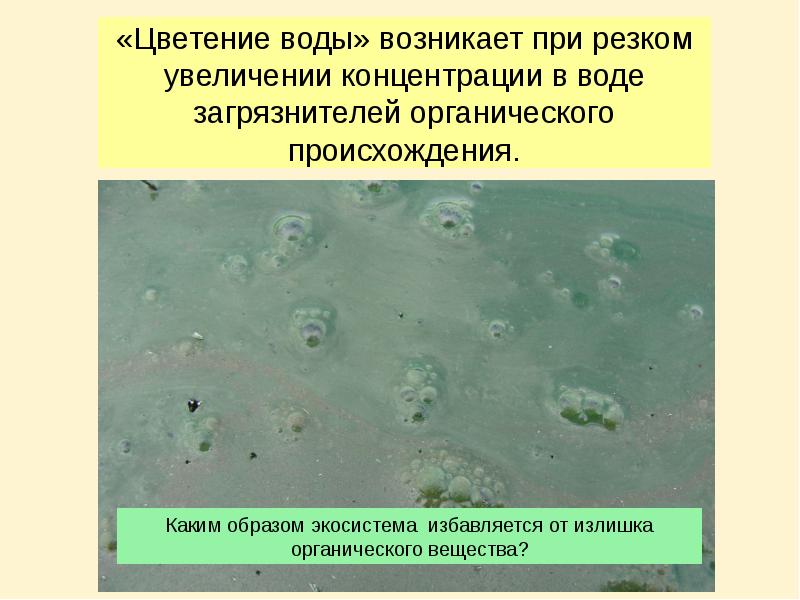 «Цветение воды» возникает при резком увеличении концентрации в воде загрязнителей органического
