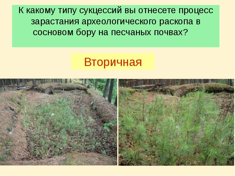 К какому типу сукцессий вы отнесете процесс зарастания археологического раскопа в