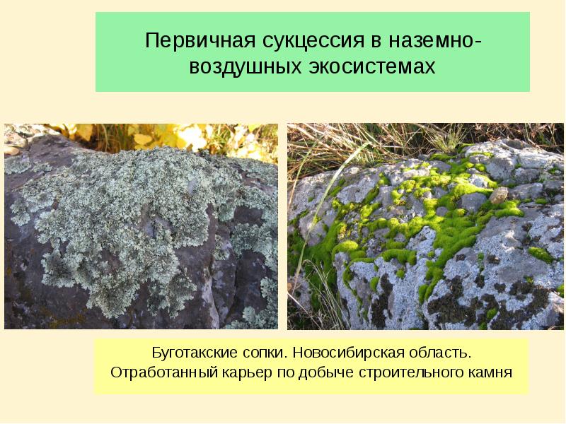 Первичная сукцессия в наземно-воздушных экосистемах Буготакские сопки. Новосибирская область. Отработанный карьер