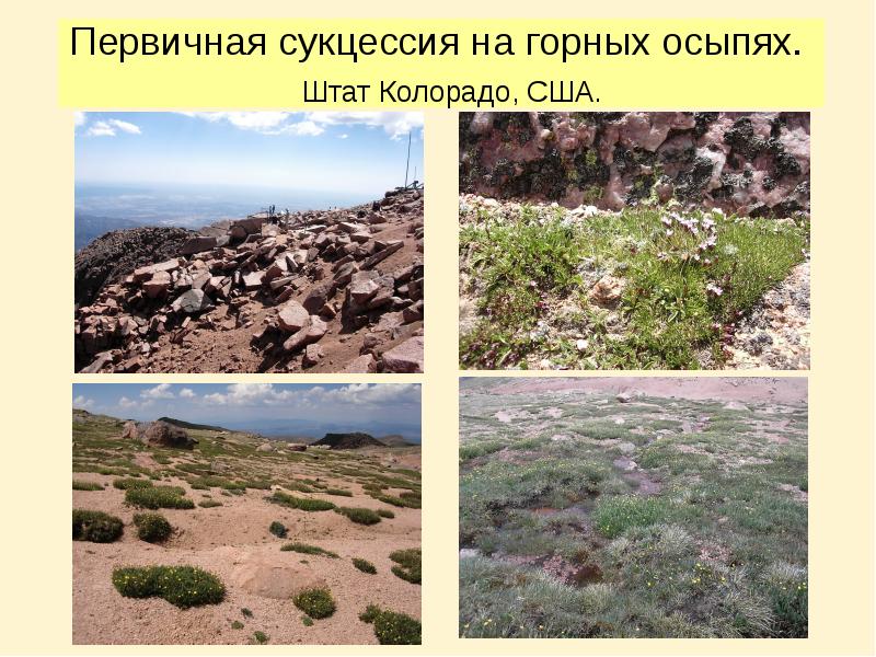 Первичная сукцессия на горных осыпях.  Штат Колорадо, США.