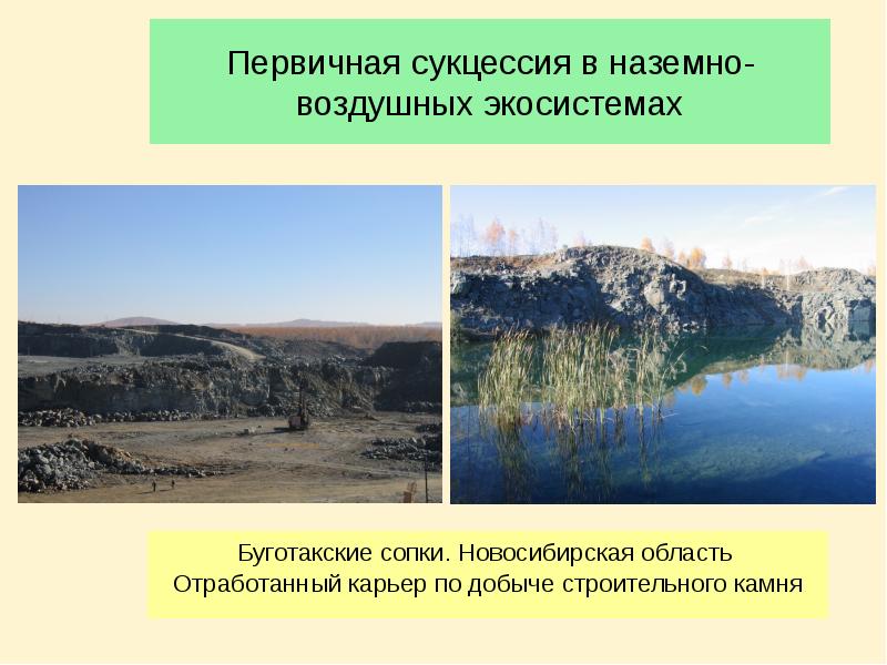 Первичная сукцессия в наземно-воздушных экосистемах Буготакские сопки. Новосибирская область  Отработанный