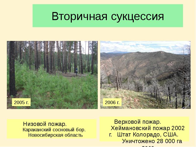 Вторичная сукцессия Низовой пожар.     Караканский сосновый бор.