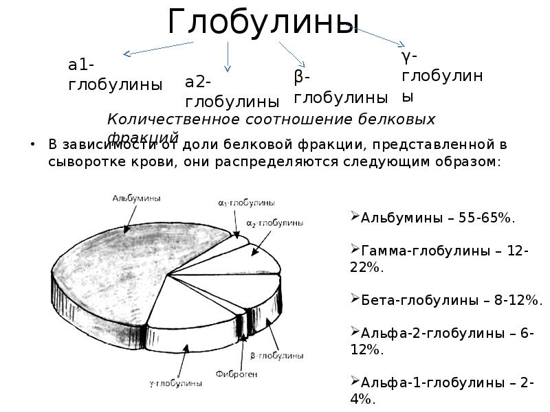 Глобулин у мужчин. Глобулины презентация. Глобулины строение и функции. Глобулины функции в крови. Классификация глобулинов.