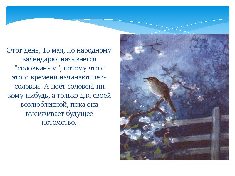 Примета соловей поет. Соловьиный день 15 мая. Соловей поет. Соловьиный день 15 мая картинки. Соловьиный день 4 июня картинки.