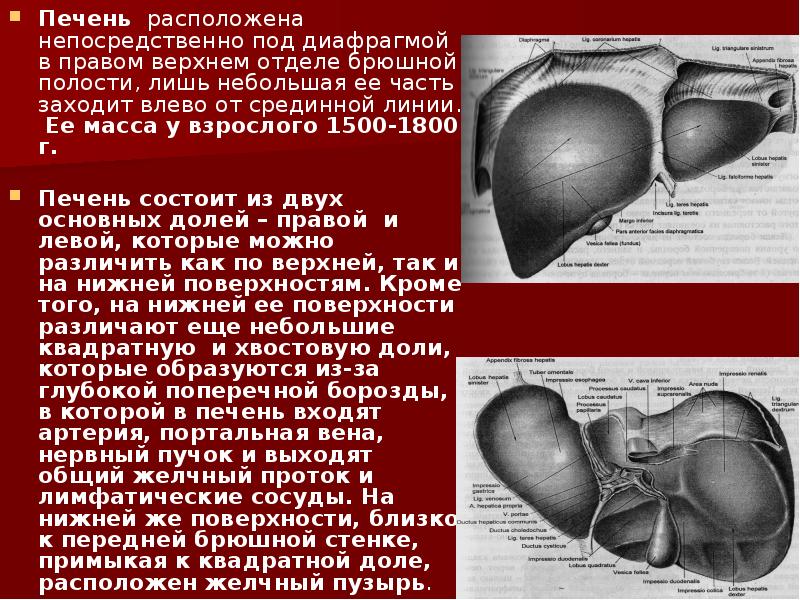 Реферат: Що таке аускультація перкусія пальпація Прилади для аускультації Що таке ЕКГ місце електрод