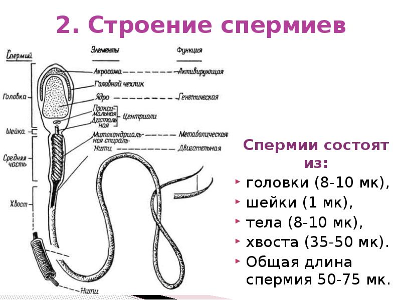 Спермий. Строение спермиев Ветеринария. Двигательный аппарат спермия. Строение хвостика спермия. Строение спермия.