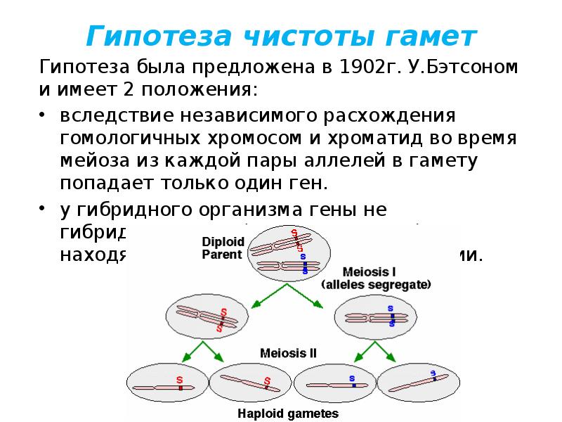 Процесс слияния двух гамет это. Как называется процесс слияния гамет. Сущность гипотезы чистоты гамет. Гипотеза чистоты гамет Менделя. Хромосомное обоснование 1 закона Менделя схема.