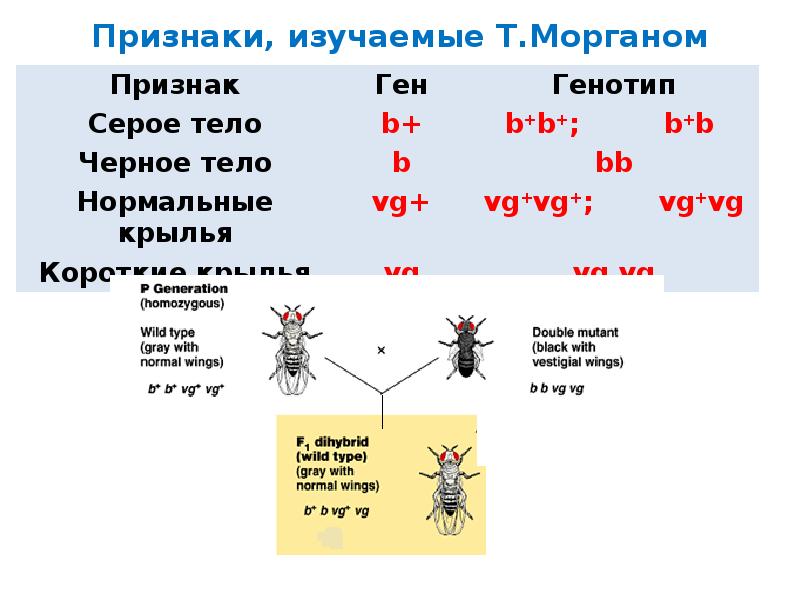 Закон моргана