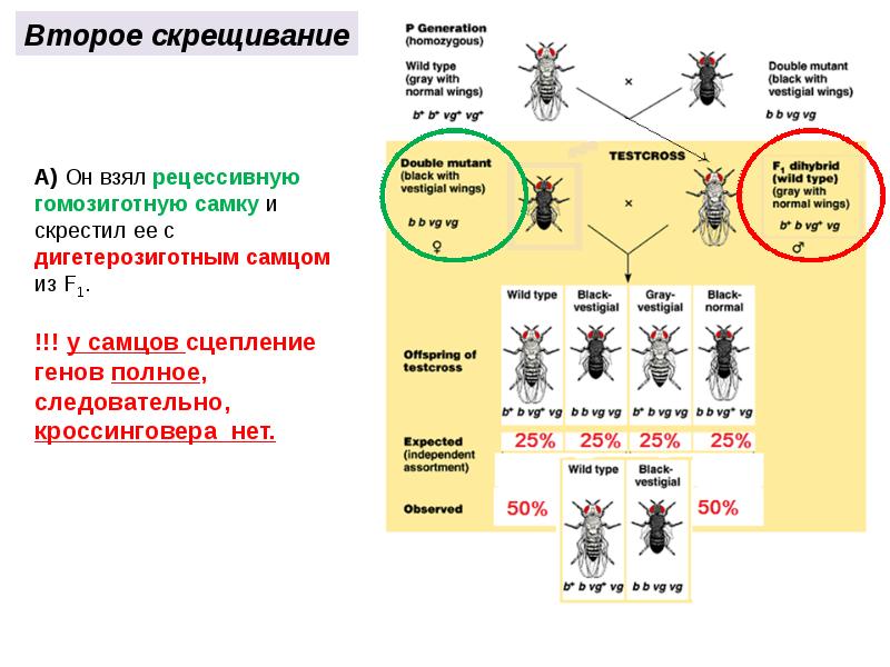 Закон моргана схема