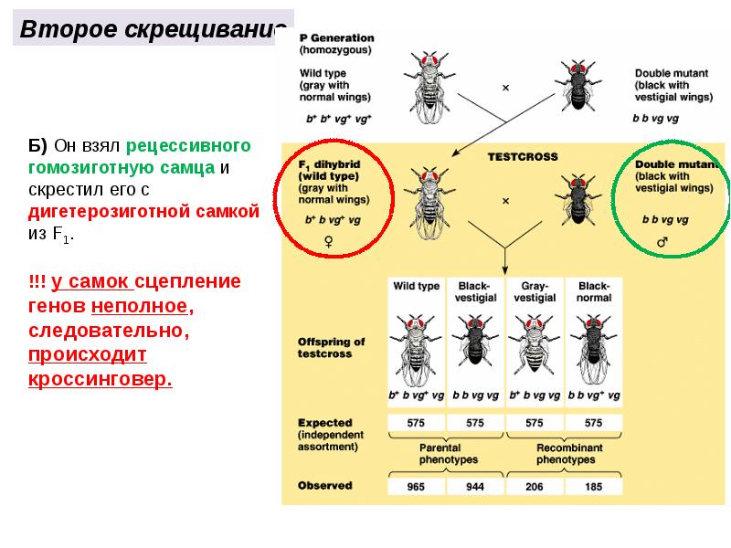 Закон моргана генетика презентация