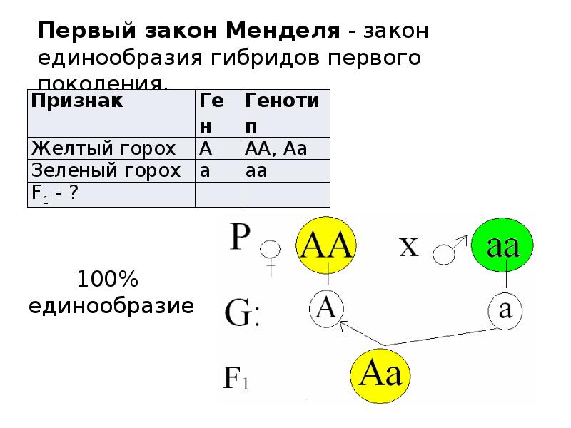 Первый и второй закон менделя 10 класс