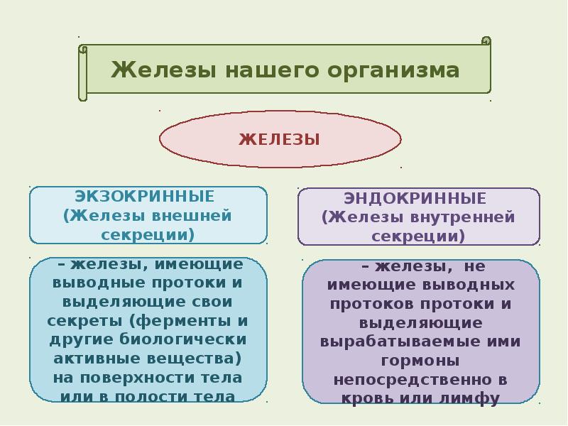 Отличие желез внешней и внутренней. Железы нашего организма. Железы внешней 8 класс. Экзокринные железы таблица. Экзокринные и эндокринные железы таблица.