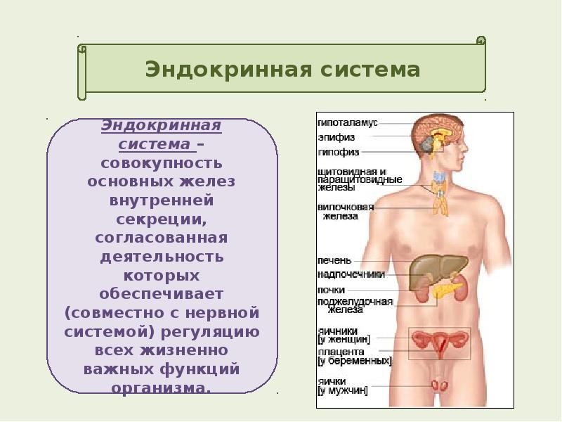 Экзокринные железы это