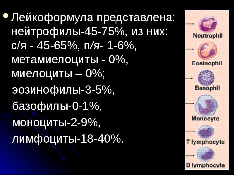 Относительное количество нейтрофилов. Нейтрофилы метамиелоциты. Leykoformula. Нейтрофилы моноциты базофилы лейкоформула. Метамиелоциты в общем анализе крови.