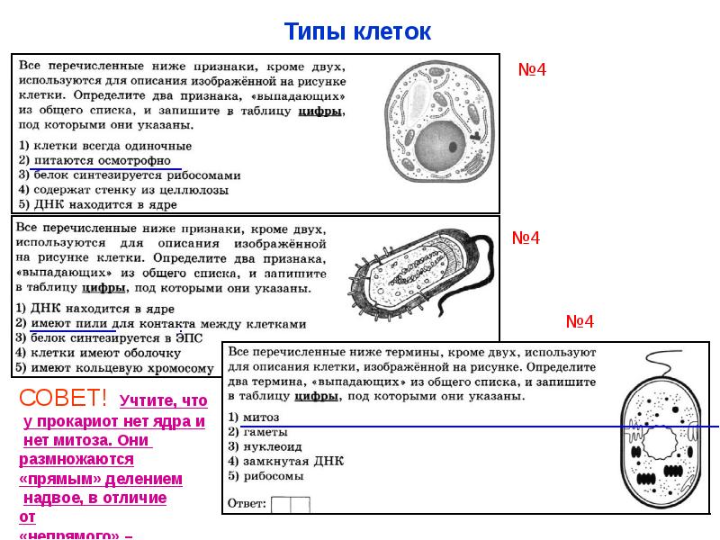 Клетка егэ биология презентация