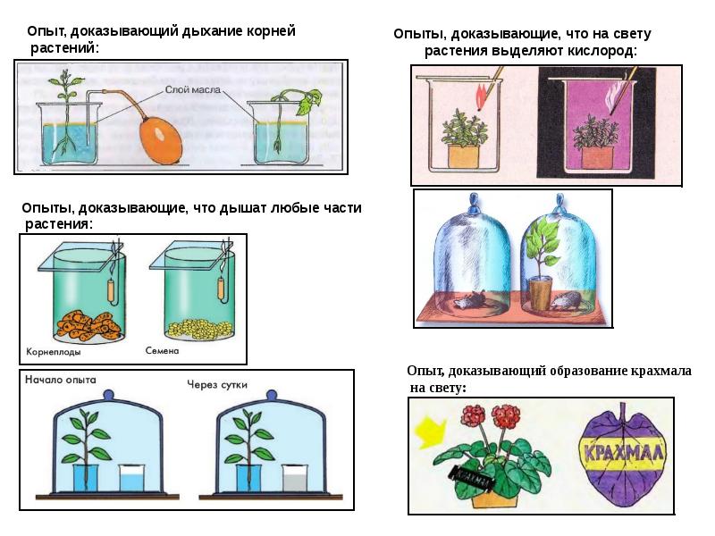 Подготовка по огэ по биологии растения презентация