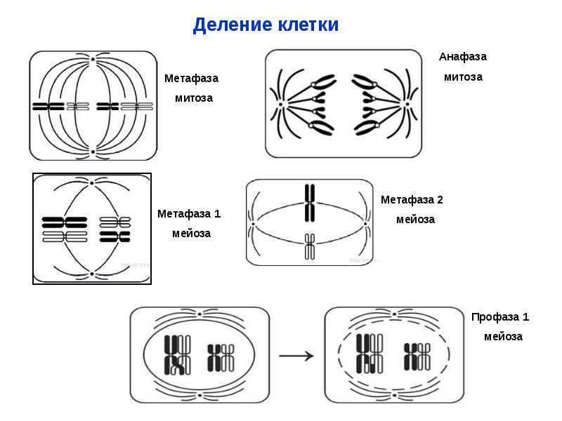 Назовите тип и фазу деления диплоидной клетки изображенной на рисунке