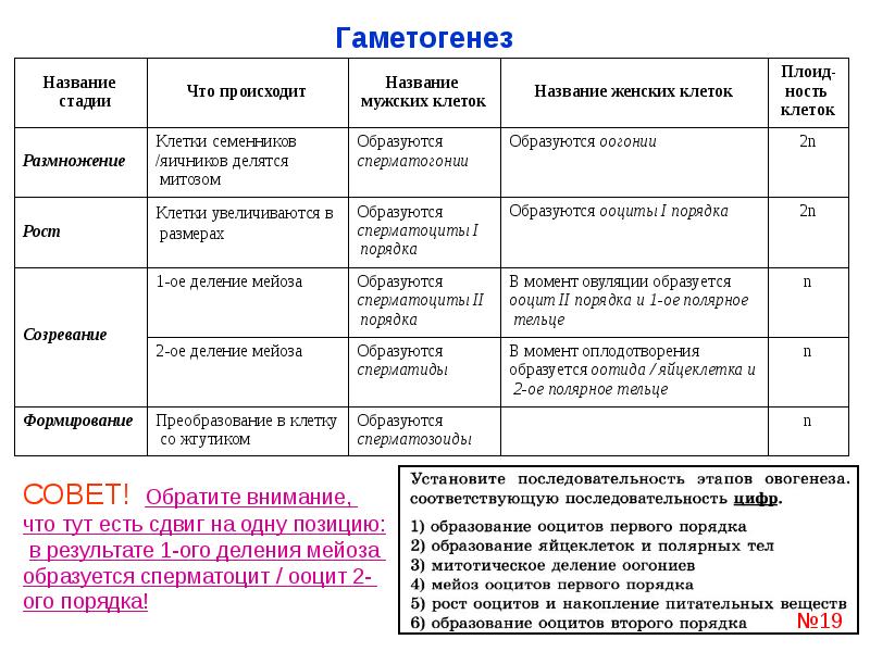 Гаметогенез егэ презентация