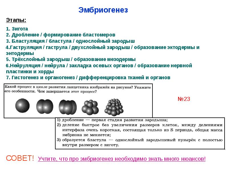 Эмбриогенез презентация 10 класс профильный уровень