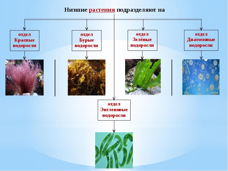 Водоросли типы растений. Классификация водорослей схема. Зелёные водоросли отделы растений. Классификация многоклеточных водорослей. Представители отдела водоросли.