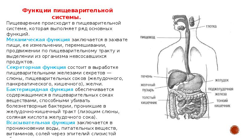 Физиология пищеварения презентация