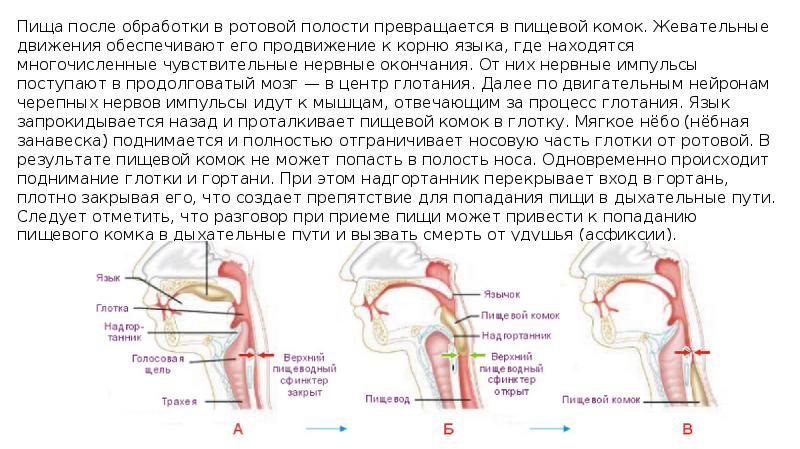 Схема процесса пищеварения пища ротовая Схема процесса пищеварения пища ротовая