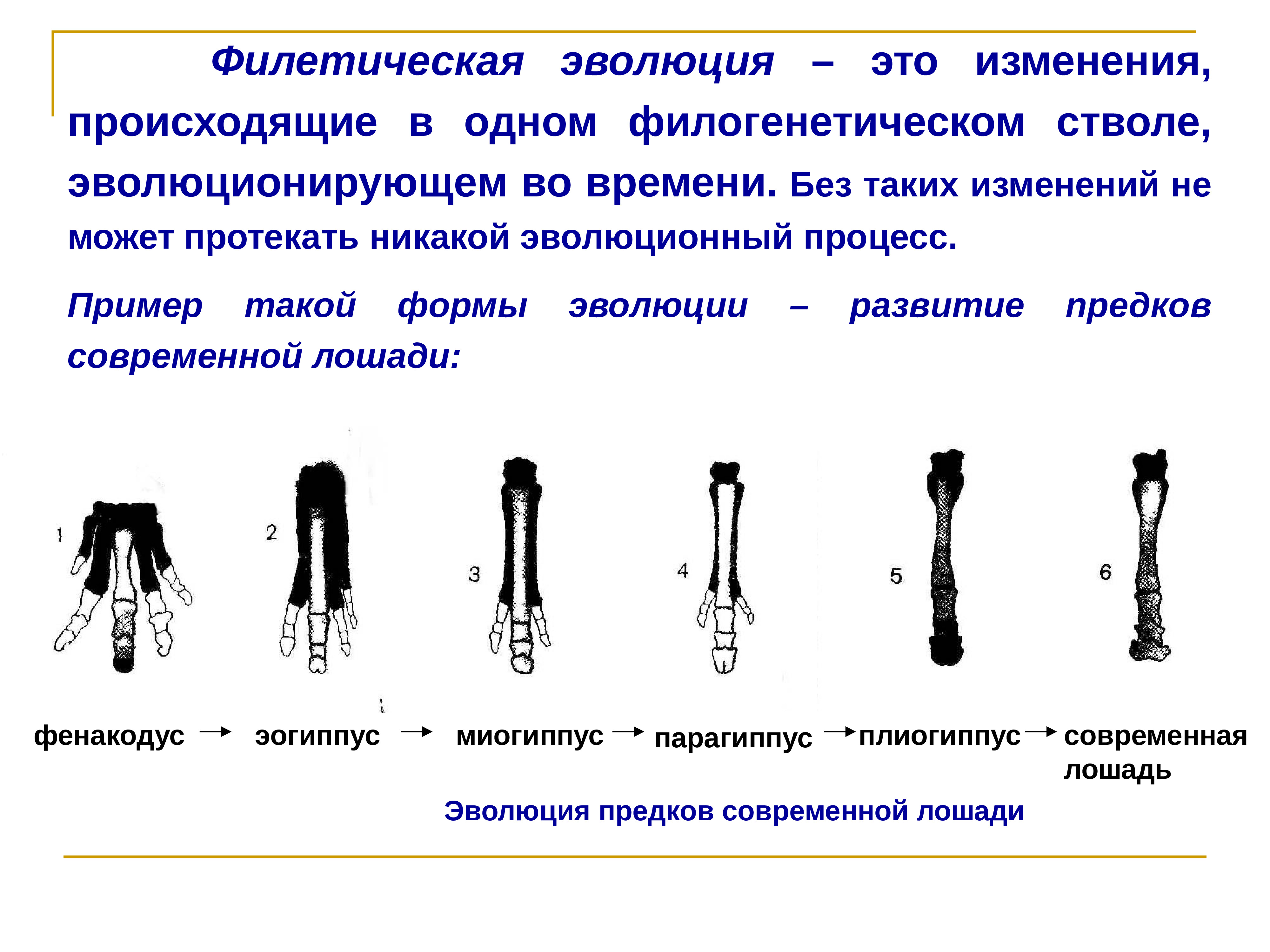 Филогенез лошади картинки