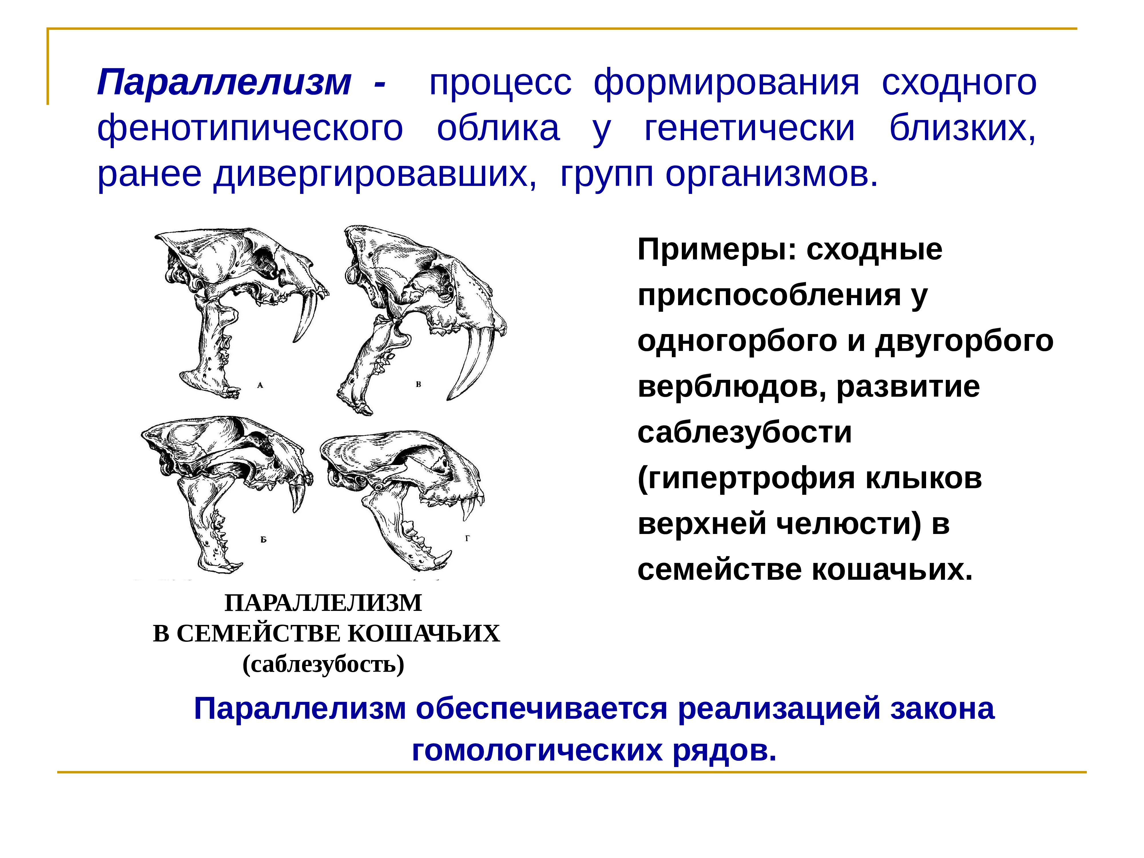 Параллельная эволюция